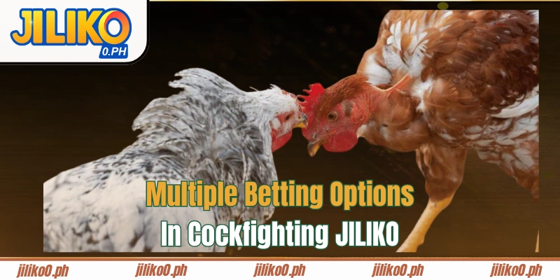 Multiple Betting Options in Cockfighting JILIKO
