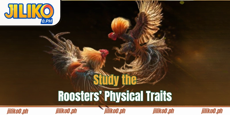 Study the Roosters’ Physical Traits
